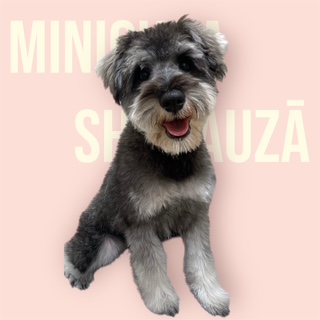 東京都のミニチュアシュナウザー (OneBuddy仙川店/2025年6月15日生まれ/女の子/ソルトペッパー)の子犬の4枚目の画像