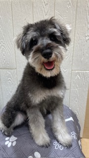 東京都のミニチュアシュナウザー (OneBuddy仙川店/2025年6月15日生まれ/女の子/ソルトペッパー)の子犬の4枚目の画像