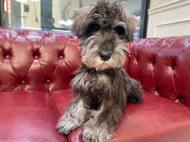 茨城県のミニチュアシュナウザー (OneBuddy佐原東店/2025年7月6日生まれ/女の子/ブラックシルバー)の子犬の3枚目の画像