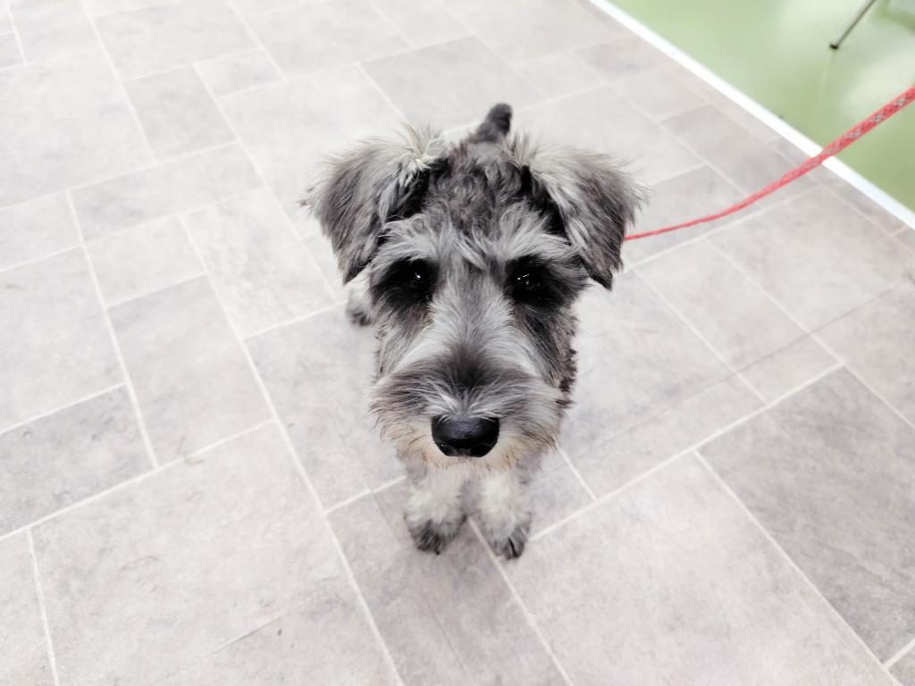 茨城県のミニチュアシュナウザー (OneBuddyトモニー水戸店/2025年7月6日生まれ/女の子/ブラックシルバー)の子犬の2枚目の画像