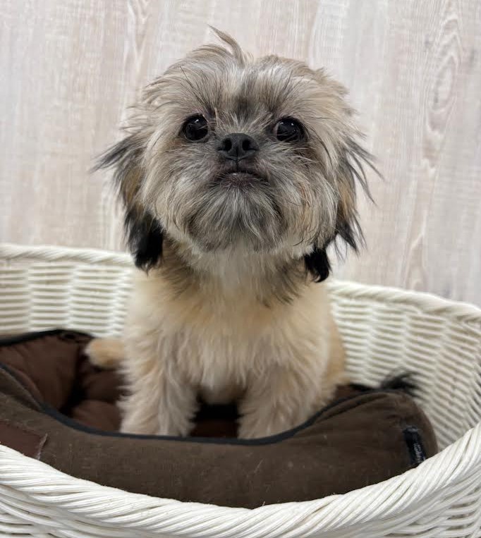 栃木県のハーフ犬・ミックス犬 (OneBuddy宇都宮店/2025年6月13日生まれ/女の子/その他色)の子犬の3枚目の画像