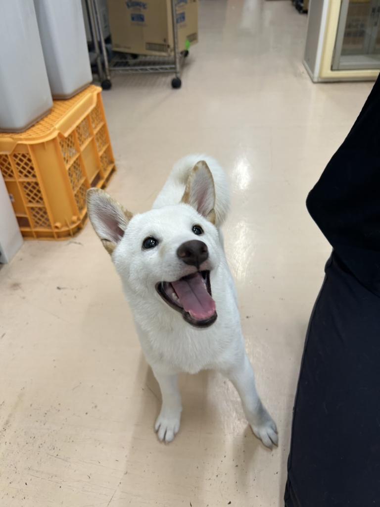 茨城県の柴犬(標準サイズ) (OneBuddyトモニー水戸店/2025年6月27日生まれ/男の子/白)の子犬の3枚目の画像