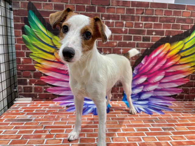 栃木県のジャックラッセルテリア (ペッツワン小山店/2025年4月30日生まれ/女の子/ホワイトタン)の子犬の1枚目の画像