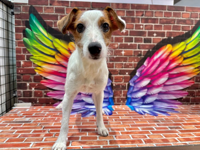 栃木県のジャックラッセルテリア (ペッツワン小山店/2025年4月30日生まれ/女の子/ホワイトタン)の子犬の2枚目の画像