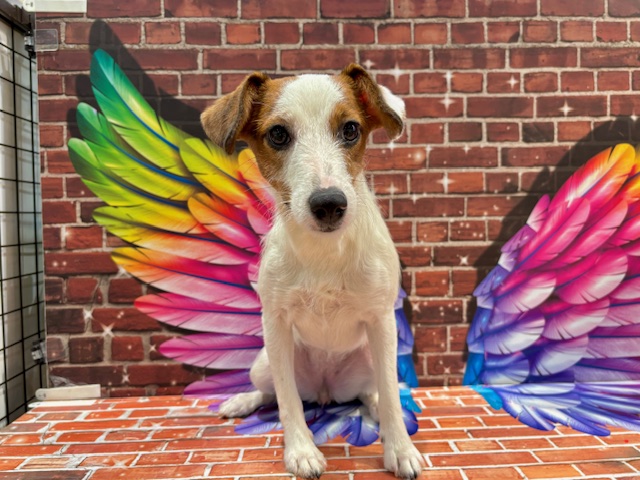 栃木県のジャックラッセルテリア (ペッツワン小山店/2025年4月30日生まれ/女の子/ホワイトタン)の子犬の3枚目の画像