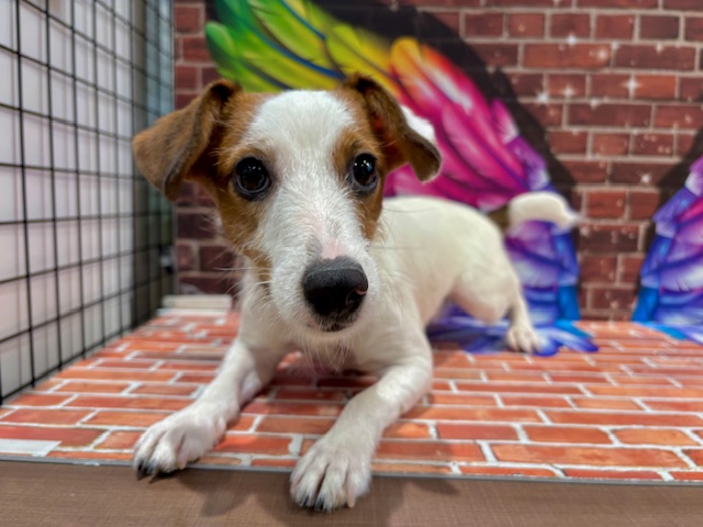 栃木県のジャックラッセルテリア (ペッツワン小山店/2025年4月30日生まれ/女の子/ホワイトタン)の子犬の4枚目の画像