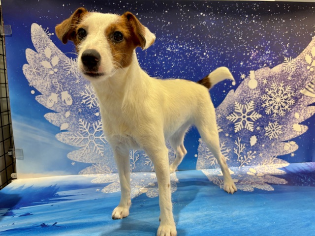 栃木県のジャックラッセルテリア (ペッツワン小山店/2025年4月30日生まれ/女の子/ホワイトタン)の子犬の1枚目の画像