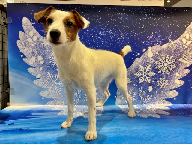 栃木県のジャックラッセルテリア (ペッツワン小山店/2025年4月30日生まれ/女の子/ホワイトタン)の子犬の2枚目の画像