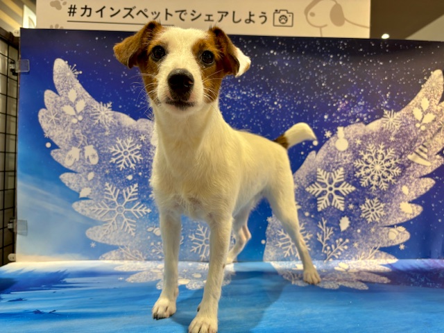 栃木県のジャックラッセルテリア (ペッツワン小山店/2025年4月30日生まれ/女の子/ホワイトタン)の子犬の3枚目の画像