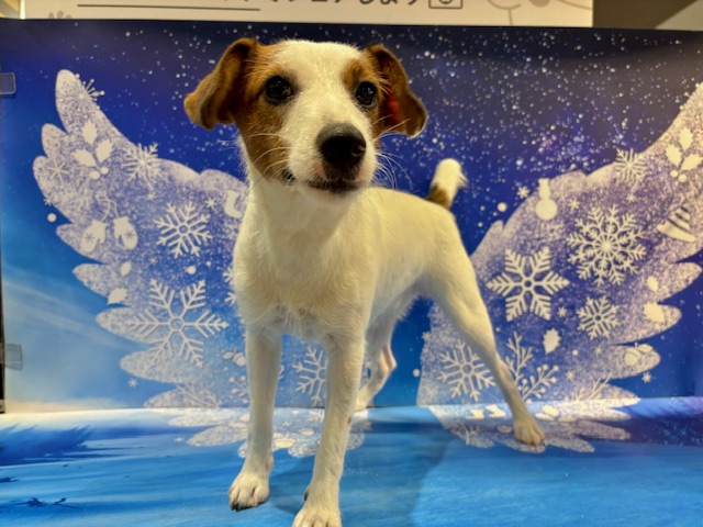 栃木県のジャックラッセルテリア (ペッツワン小山店/2025年4月30日生まれ/女の子/ホワイトタン)の子犬の4枚目の画像