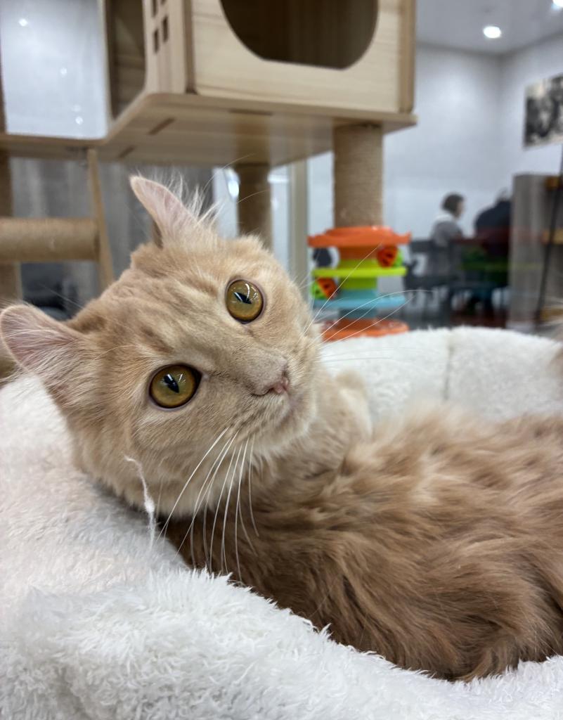 北海道のアメリカンカール (ジャパンペッツトレーディング釧路店/2025年6月14日生まれ/男の子/クリームタビー)の子猫