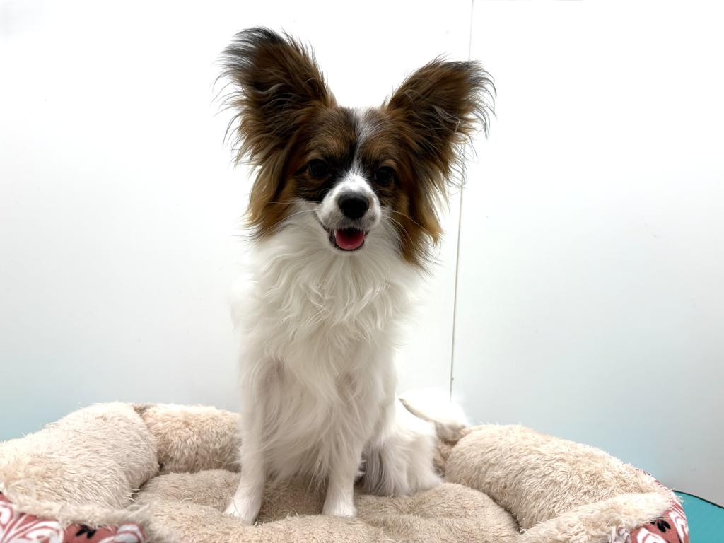 栃木県のパピヨン (ペッツワン宇都宮平出店/2025年3月21日生まれ/女の子/ホワイトブラウン)の子犬の1枚目の画像