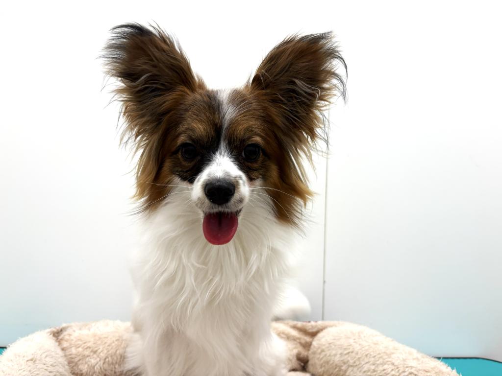 栃木県のパピヨン (ペッツワン宇都宮平出店/2025年3月21日生まれ/女の子/ホワイトブラウン)の子犬の2枚目の画像