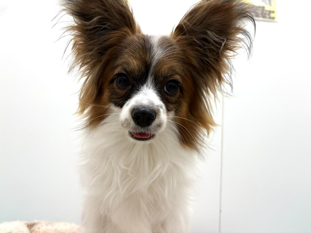 栃木県のパピヨン (ペッツワン宇都宮平出店/2025年3月21日生まれ/女の子/ホワイトブラウン)の子犬の3枚目の画像