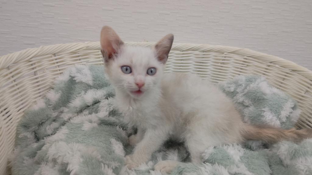 埼玉県のマンチカン (OneBuddy宮代店/2025年10月27日生まれ/女の子/クリームタビー)の子猫