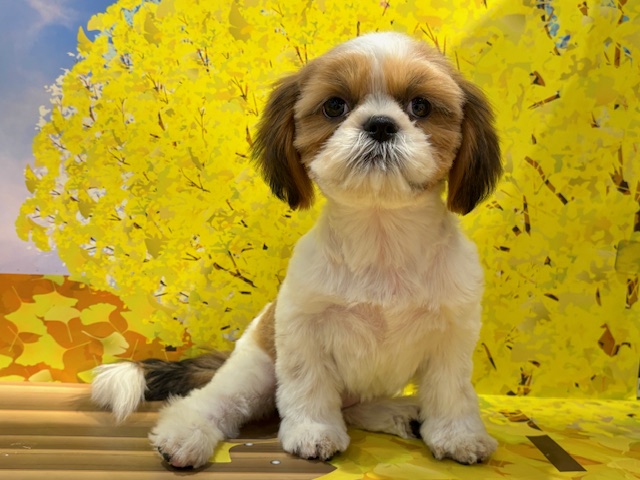 栃木県のシーズー (ペッツワン小山店/2025年8月3日生まれ/女の子/ゴールドホワイト)の子犬の1枚目の画像