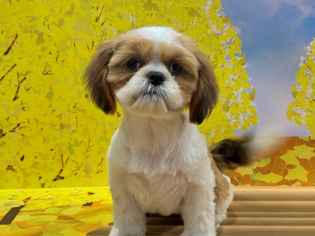 栃木県のシーズー (ペッツワン小山店/2025年8月3日生まれ/女の子/ゴールドホワイト)の子犬の2枚目の画像