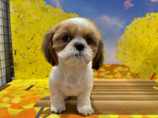 栃木県のシーズー (ペッツワン小山店/2025年8月3日生まれ/女の子/ゴールドホワイト)の子犬の3枚目の画像