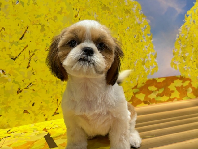 栃木県のシーズー (ペッツワン小山店/2025年8月3日生まれ/女の子/ゴールドホワイト)の子犬の4枚目の画像