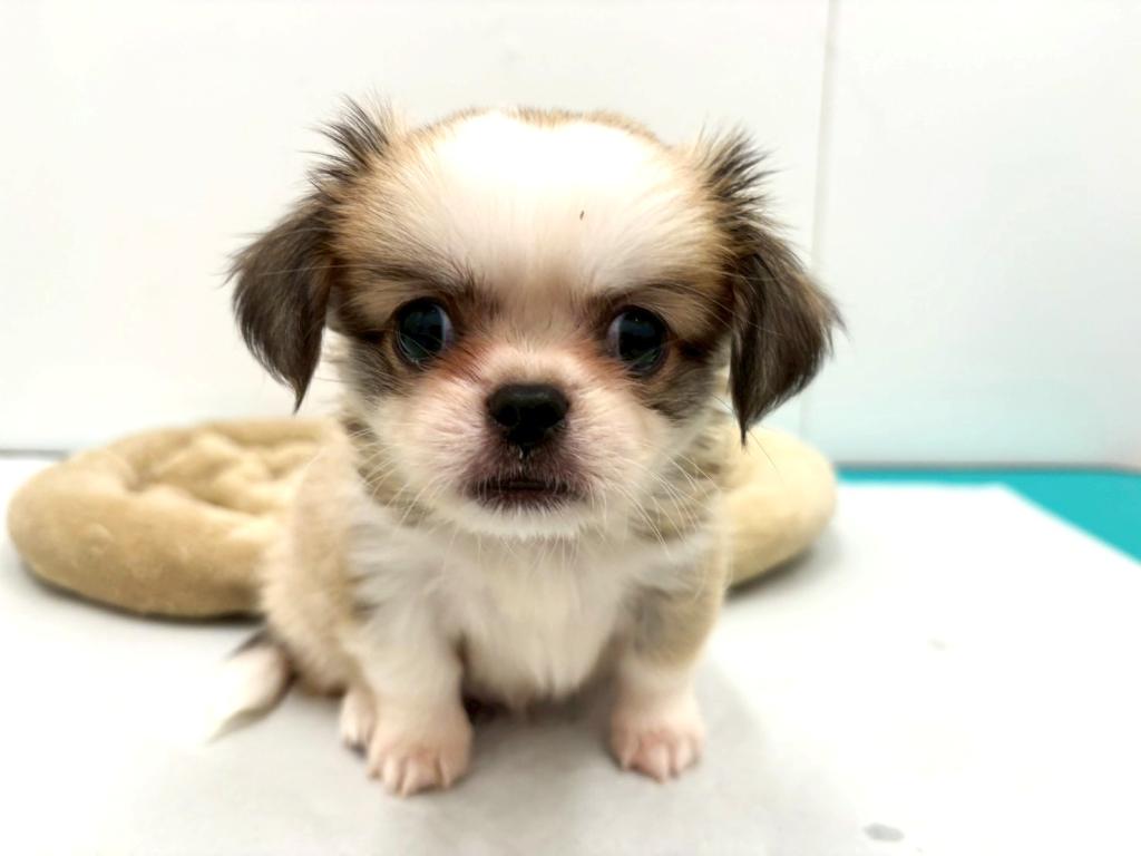 埼玉県のハーフ犬・ミックス犬 (ペットプラザ草加松原店/2025年8月2日生まれ/男の子/その他色)の子犬の4枚目の画像