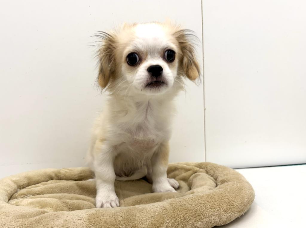 埼玉県のハーフ犬・ミックス犬 (ペットプラザ草加松原店/2025年8月2日生まれ/男の子/その他色)の子犬の3枚目の画像