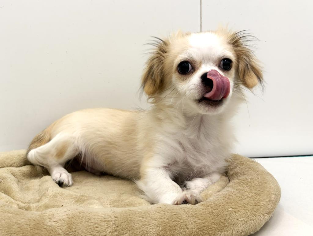 埼玉県のハーフ犬・ミックス犬 (ペットプラザ草加松原店/2025年8月2日生まれ/男の子/その他色)の子犬の2枚目の画像