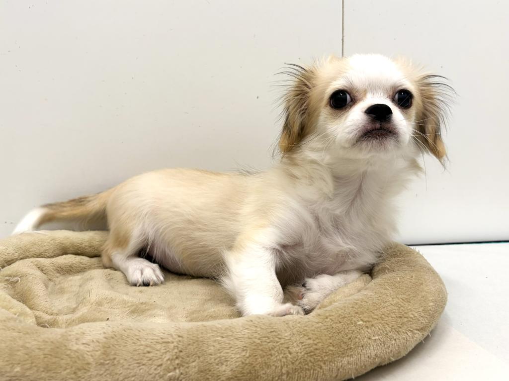 埼玉県のハーフ犬・ミックス犬 (ペットプラザ草加松原店/2025年8月2日生まれ/男の子/その他色)の子犬の1枚目の画像