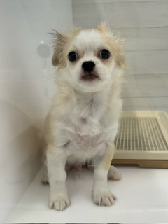 埼玉県のチワペキ/ペキチー/ペキチワ(チワワ×ペキニーズ) (ペットプラザ草加松原店/2025年8月2日生まれ/男の子/その他色)の子犬の1枚目の画像