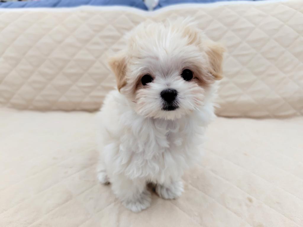 茨城県のハーフ犬・ミックス犬 (OneBuddyトモニー水戸店/2025年9月15日生まれ/女の子/ホワイト)の子犬の2枚目の画像