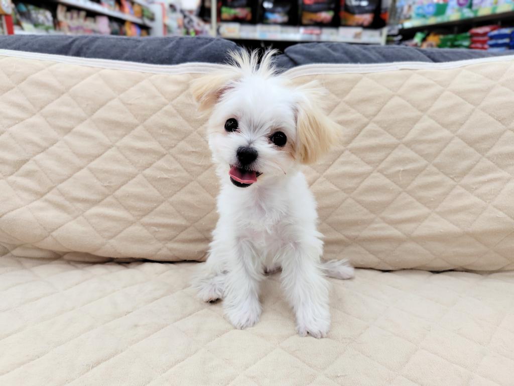 茨城県のハーフ犬・ミックス犬 (OneBuddyトモニー水戸店/2025年9月15日生まれ/女の子/ホワイト)の子犬の3枚目の画像