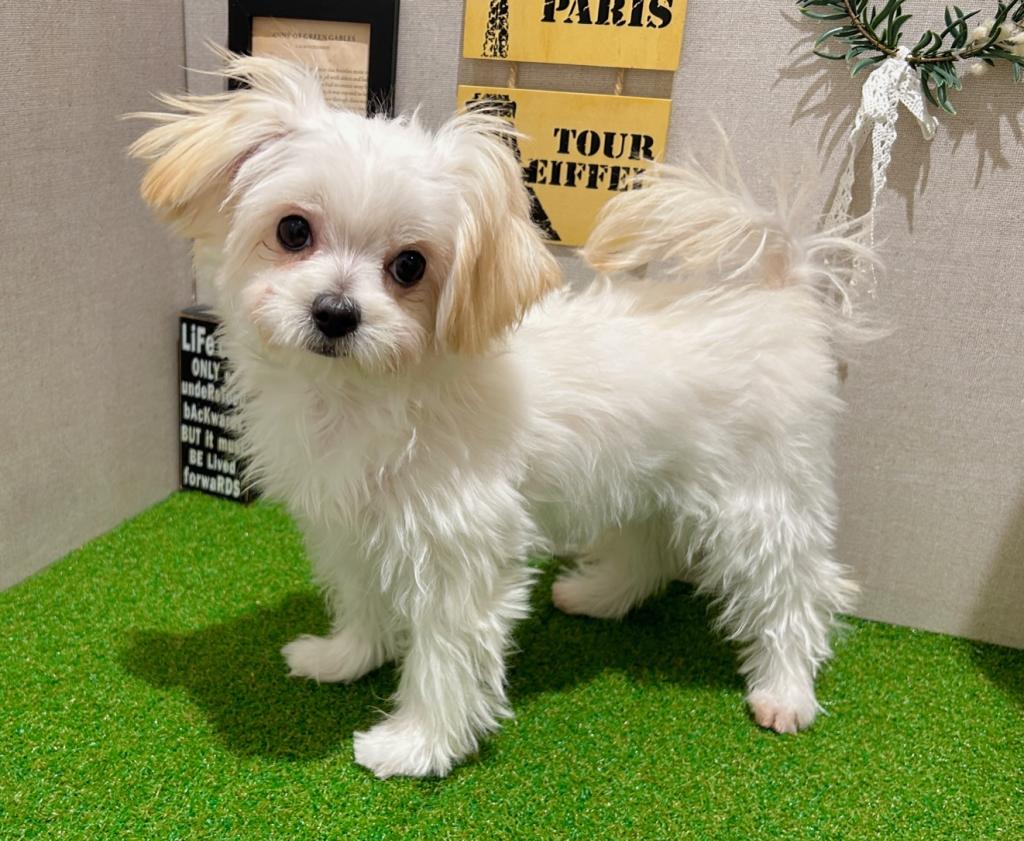 茨城県のハーフ犬・ミックス犬 (ペッツワン水戸店/2025年9月15日生まれ/女の子/ホワイト)の子犬の4枚目の画像