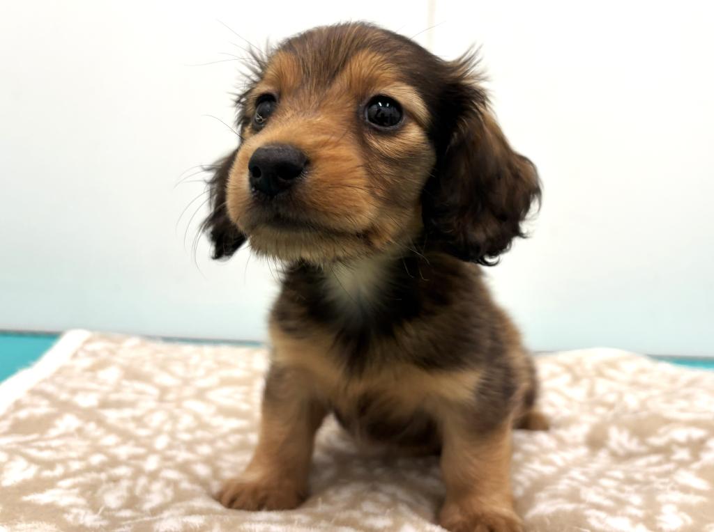 栃木県のカニンヘンダックスフンド(ロング) (ペッツワン宇都宮平出店/2025年8月16日生まれ/女の子/レッド)の子犬の4枚目の画像