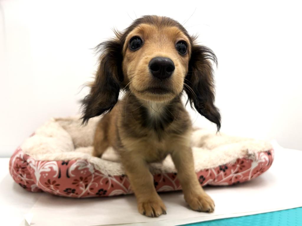 栃木県のカニンヘンダックスフンド(ロング) (ペッツワン宇都宮平出店/2025年8月16日生まれ/女の子/レッド)の子犬の1枚目の画像