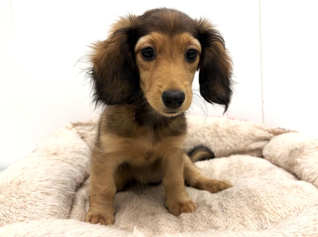 栃木県のカニンヘンダックスフンド(ロング) (ペッツワン宇都宮平出店/2025年8月16日生まれ/女の子/レッド)の子犬の3枚目の画像