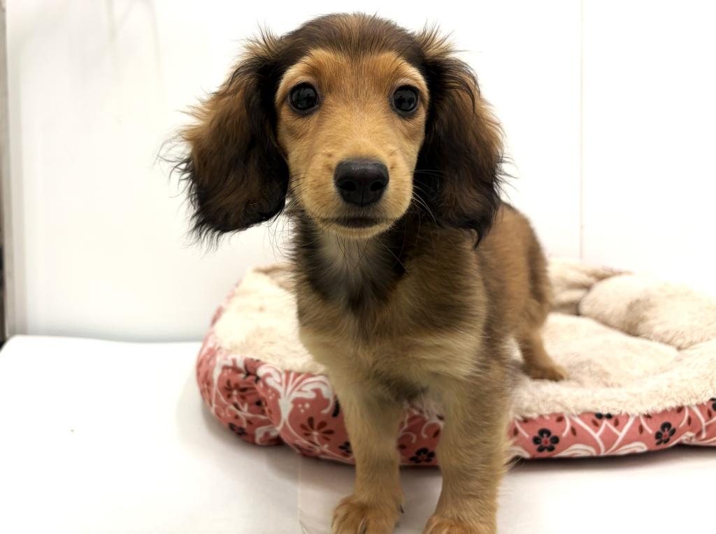 栃木県のカニンヘンダックスフンド(ロング) (ペッツワン宇都宮平出店/2025年8月16日生まれ/女の子/レッド)の子犬の2枚目の画像