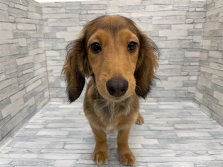 埼玉県のカニンヘンダックスフンド(ロング) (ニコペットセレクトOneBuddy蕨錦町店/2025年8月16日生まれ/女の子/レッド)の子犬の1枚目の画像