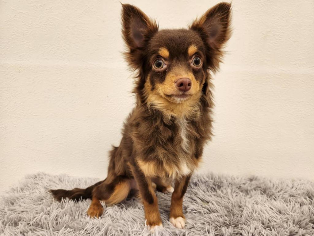 埼玉県のチワワ(ロング) (ペットプラザ越谷大里店/2025年7月19日生まれ/男の子/チョコレートタンホワイト)の子犬の3枚目の画像