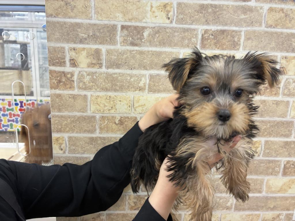 北海道のヨークシャーテリア (ジャパンペッツトレーディング帯広店/2025年8月16日生まれ/女の子/スチールブルータン)の子犬