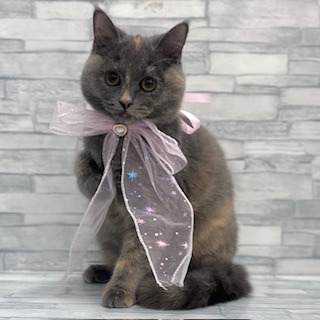 埼玉県のマンチカン (ニコペットセレクトOneBuddy蕨錦町店/2025年8月5日生まれ/女の子/ブルークリーム)の子猫の2枚目の画像