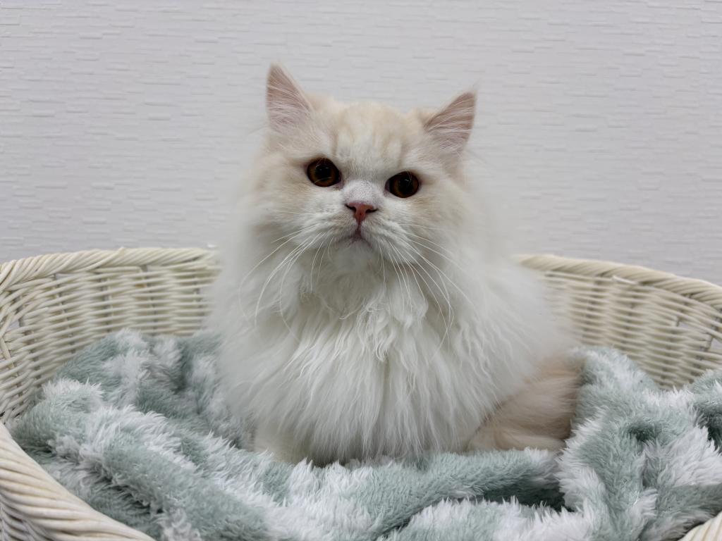 埼玉県のミヌエット (OneBuddy宮代店/2025年7月17日生まれ/男の子/クリームタビーホワイト)の子猫の1枚目の画像