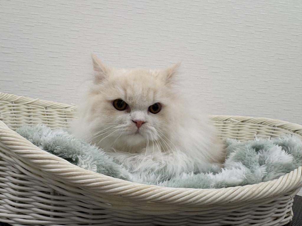 埼玉県のミヌエット (OneBuddy宮代店/2025年7月17日生まれ/男の子/クリームタビーホワイト)の子猫の2枚目の画像