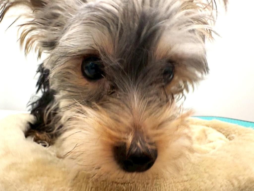 栃木県のヨークシャーテリア (ペッツワン宇都宮平出店/2025年8月16日生まれ/男の子/スチールブルータン)の子犬の2枚目の画像