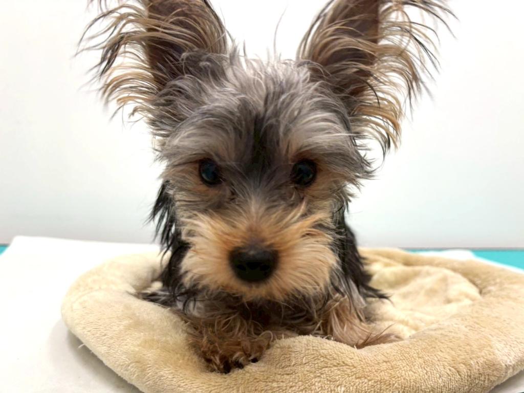 栃木県のヨークシャーテリア (ペッツワン宇都宮平出店/2025年8月16日生まれ/男の子/スチールブルータン)の子犬の3枚目の画像