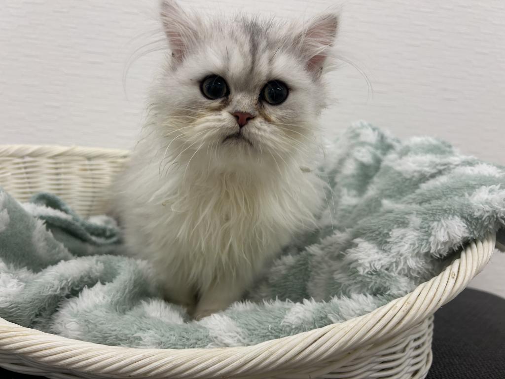 埼玉県のペルシャ (OneBuddy宮代店/2025年11月18日生まれ/男の子/チンチラシルバー)の子猫の2枚目の画像