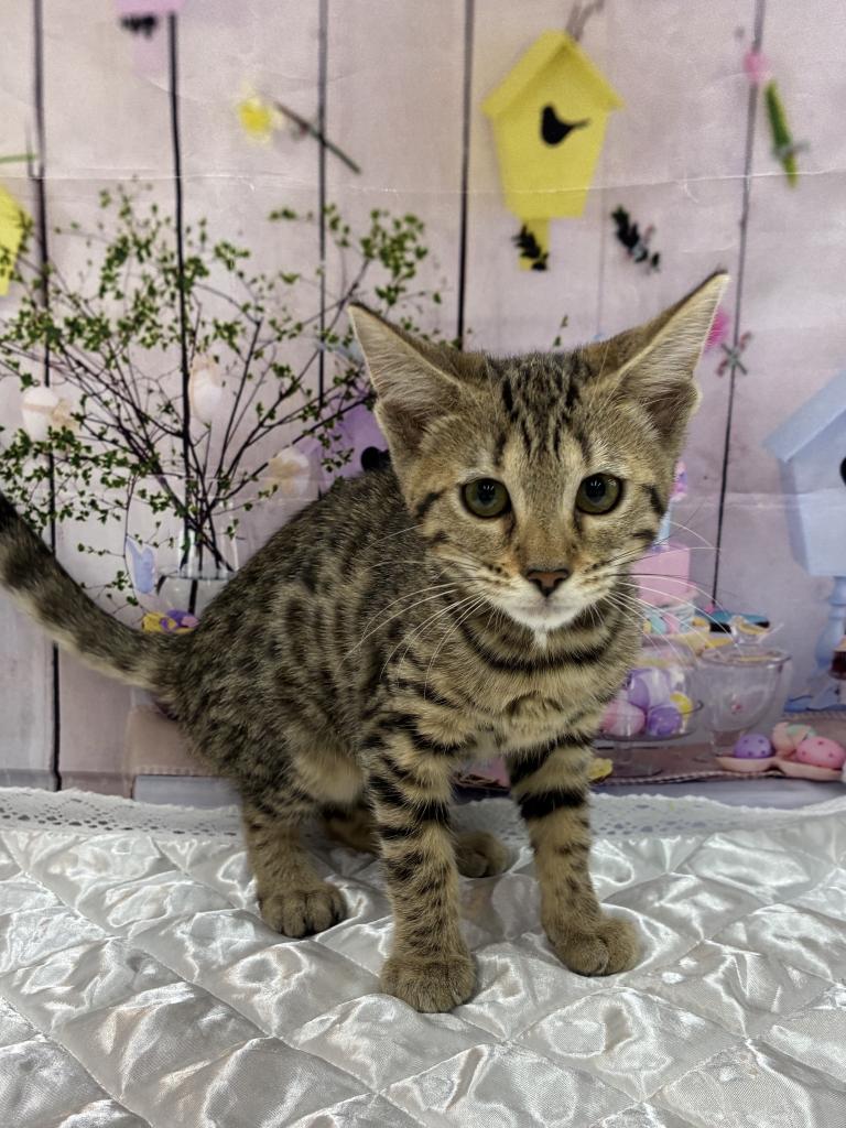 北海道のベンガル (ジャパンペッツトレーディング伏古店/2025年8月20日生まれ/女の子/ブラウンスポットタビー)の子猫