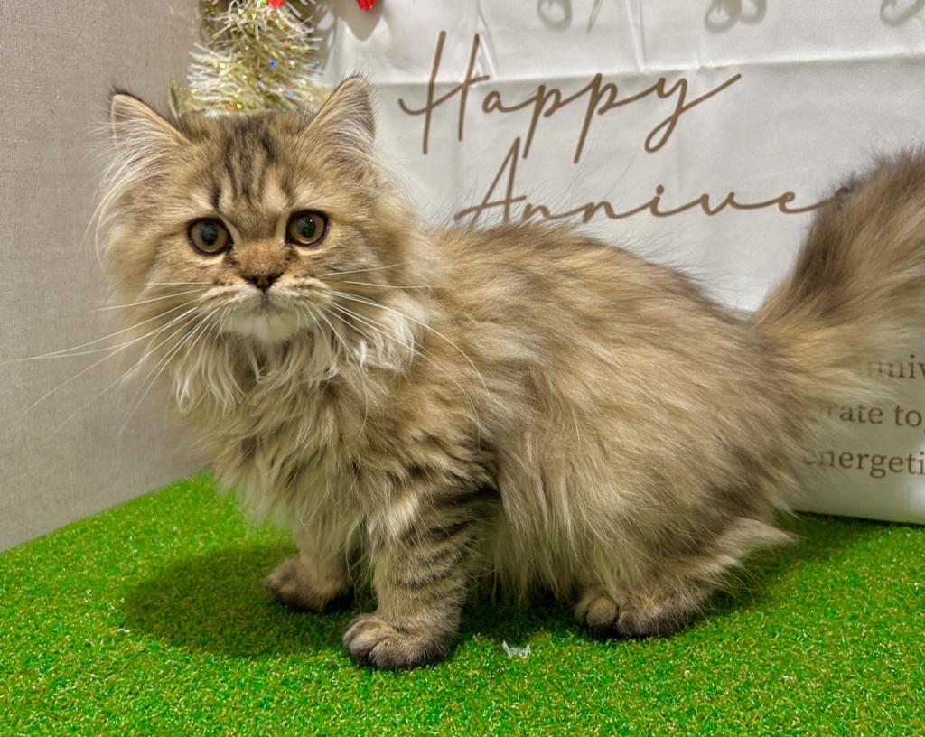 茨城県のミヌエット (ペッツワン水戸店/2025年8月30日生まれ/女の子/チンチラゴールデン)の子猫の4枚目の画像