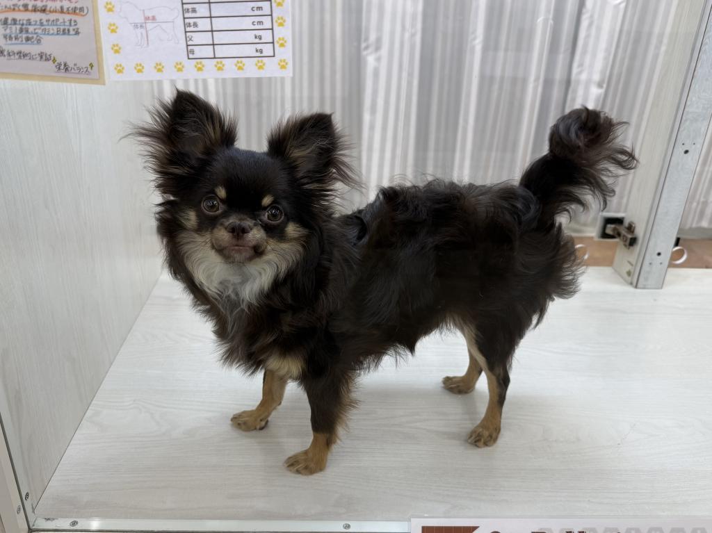 茨城県のチワワ(ロング) (OneBuddy常陸大宮店/2025年8月22日生まれ/男の子/チョコレートタンホワイト)の子犬の3枚目の画像