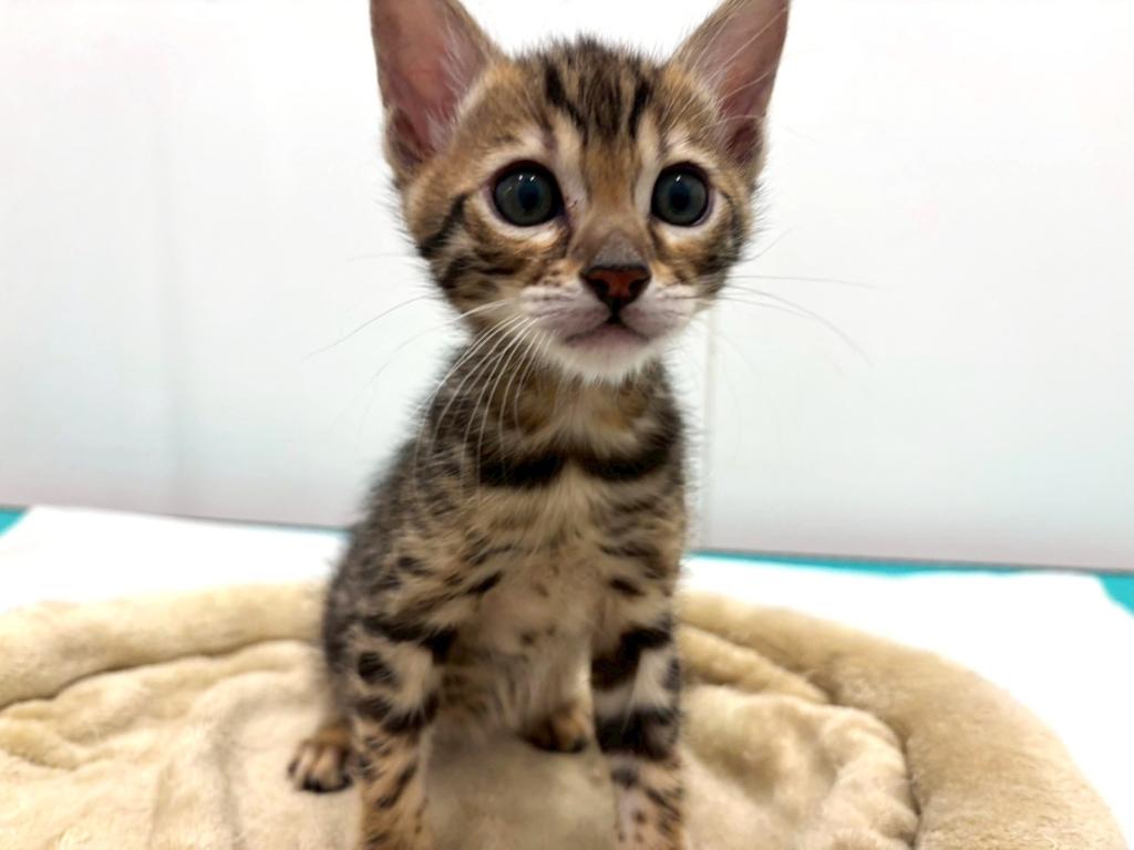 栃木県のベンガル (ペッツワン宇都宮平出店/2025年11月27日生まれ/男の子/ブラウンスポットタビー)の子猫の2枚目の画像