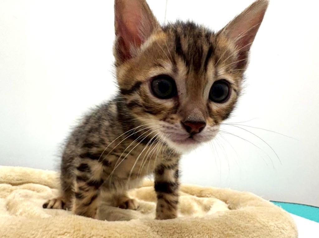 栃木県のベンガル (ペッツワン宇都宮平出店/2025年11月27日生まれ/男の子/ブラウンスポットタビー)の子猫の3枚目の画像