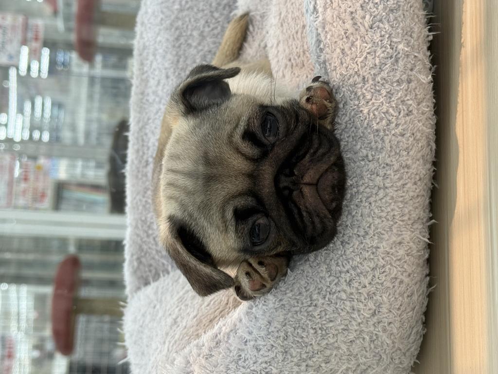 北海道のパグ (ジャパンペッツトレーディング釧路店/2025年10月31日生まれ/男の子/フォーン)の子犬の1枚目の画像